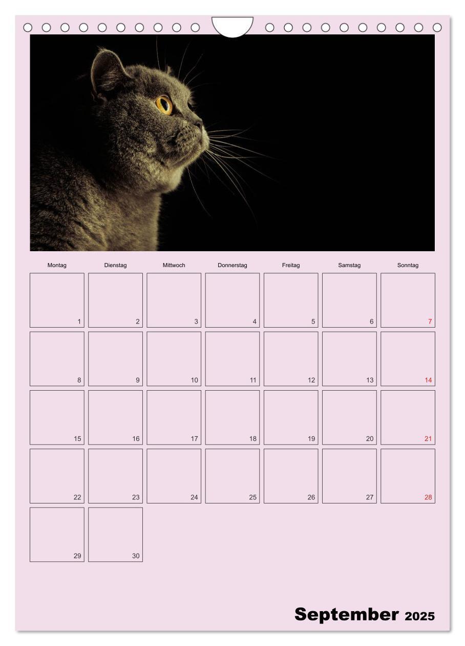 Bild: 9783457060391 | Mit Katzen durchs Jahr / Planer (Wandkalender 2025 DIN A4 hoch),...