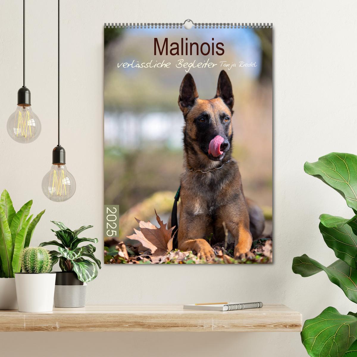 Bild: 9783435946624 | Malinois verlässliche Begleiter (Wandkalender 2025 DIN A2 hoch),...