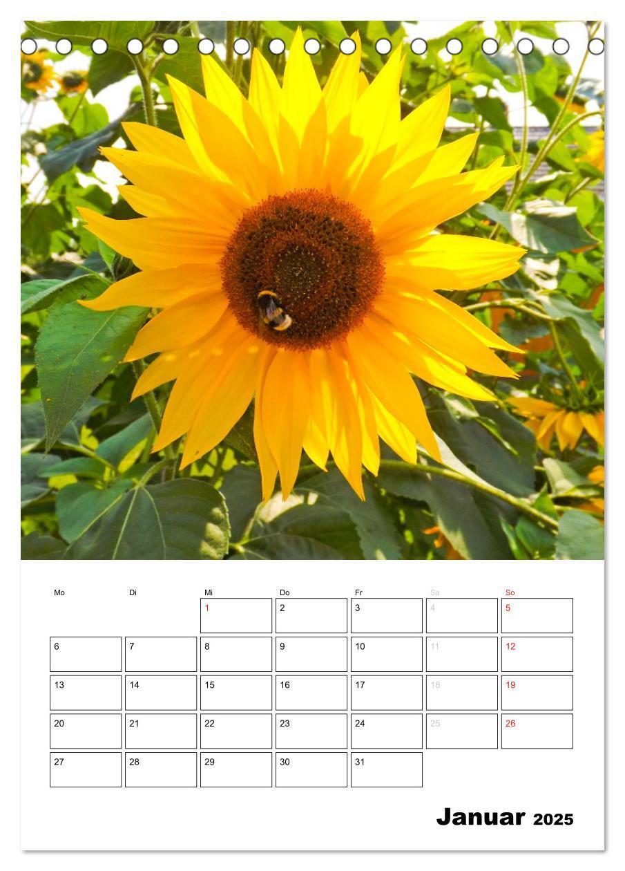 Bild: 9783435996476 | Strahlende Sonnenblumen (Tischkalender 2025 DIN A5 hoch), CALVENDO...