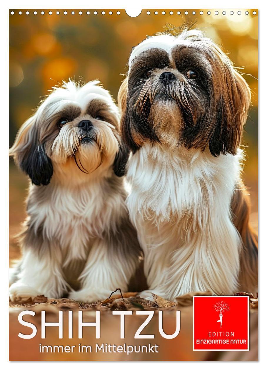 Cover: 9783383765384 | Shih Tzu - immer im Mittelpunkt (Wandkalender 2025 DIN A3 hoch),...