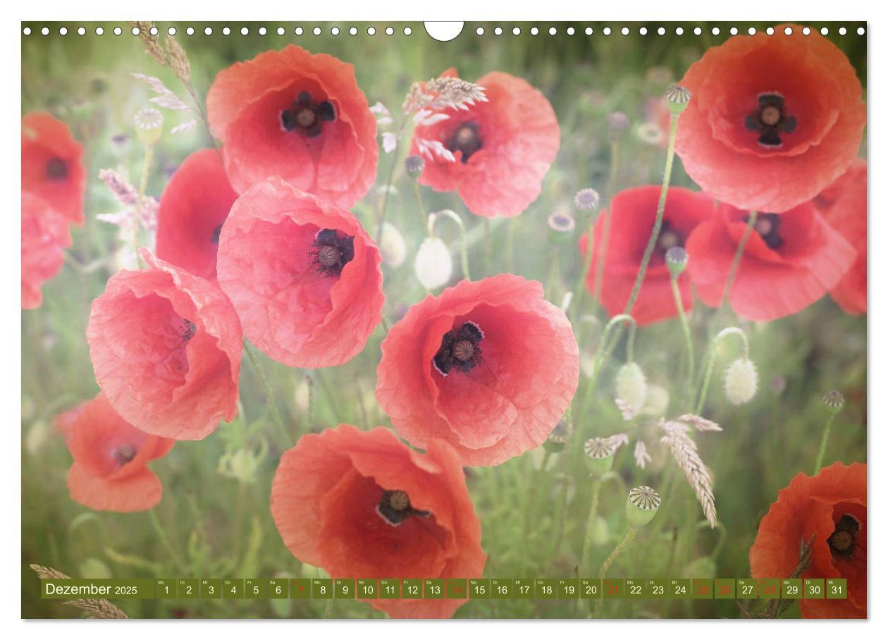 Bild: 9783435287857 | Mohnblumen - Fotografie mit Magie (Wandkalender 2025 DIN A3 quer),...