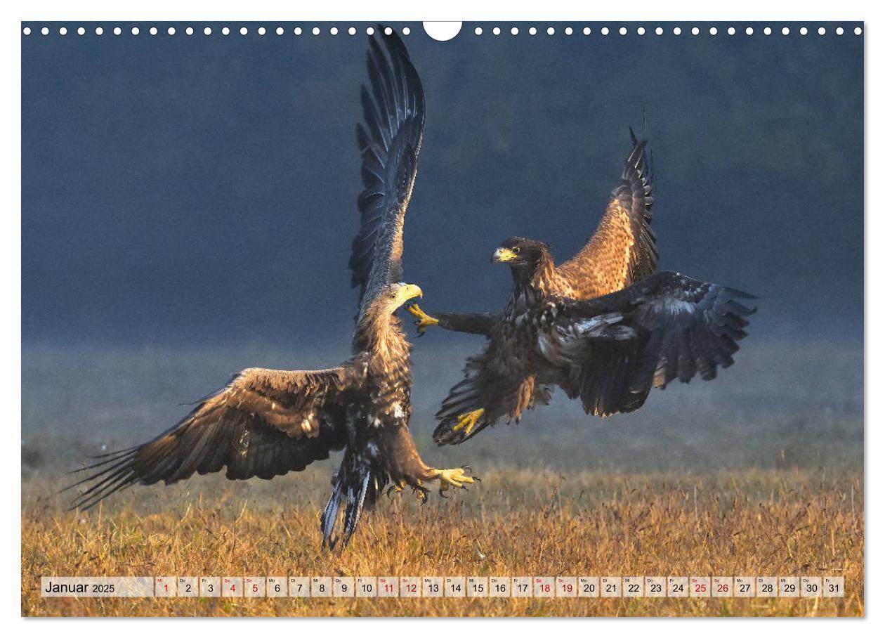 Bild: 9783435230396 | Majestätische Seeadler (Wandkalender 2025 DIN A3 quer), CALVENDO...