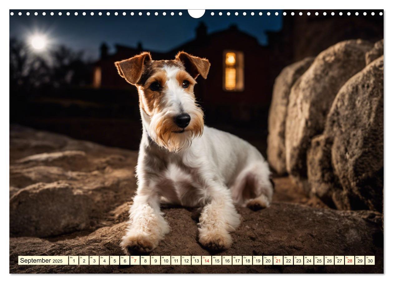 Bild: 9783435694105 | Drahthaar-Foxterrier (Wandkalender 2025 DIN A3 quer), CALVENDO...