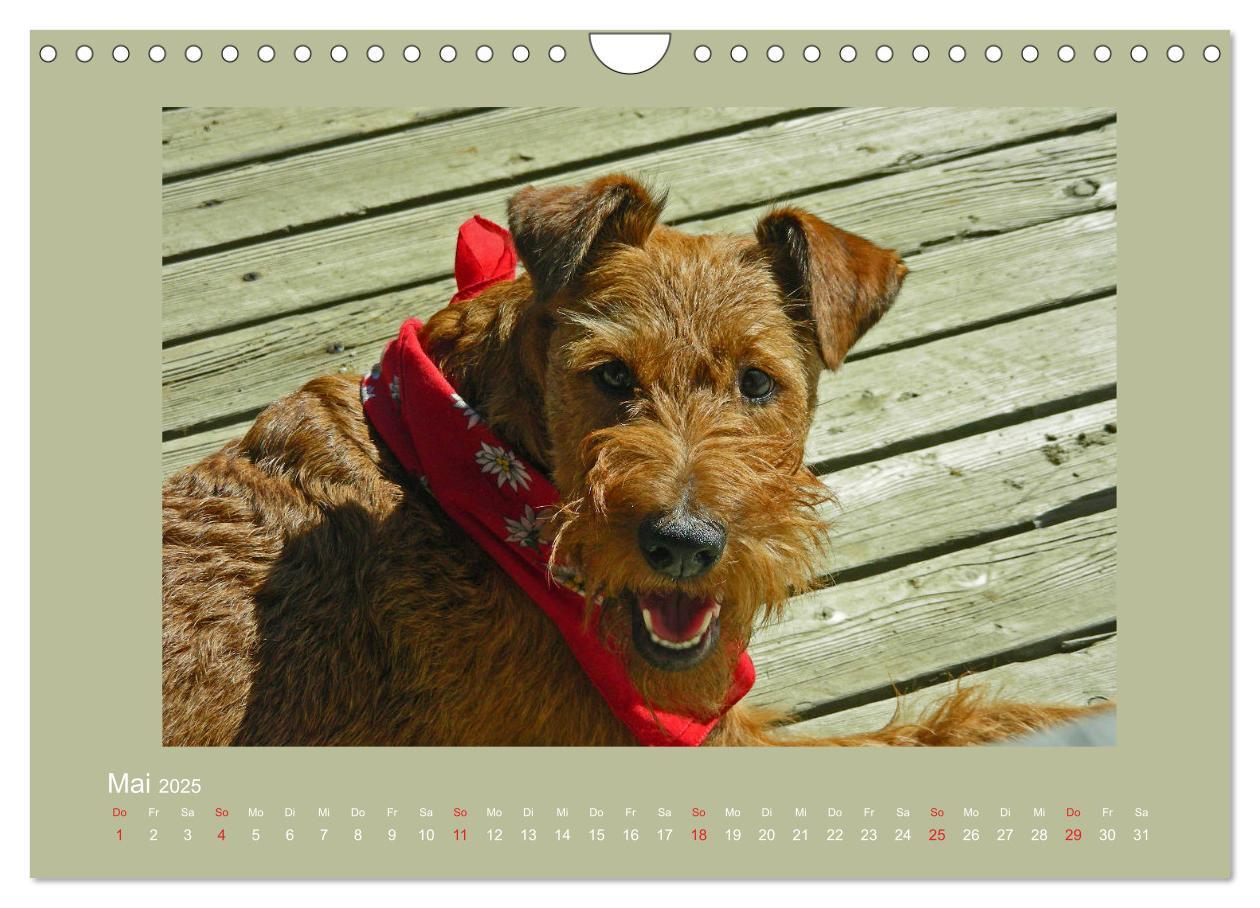 Bild: 9783435286973 | Kelly, der Irish Terrier - innen und außen aus Gold (Wandkalender...