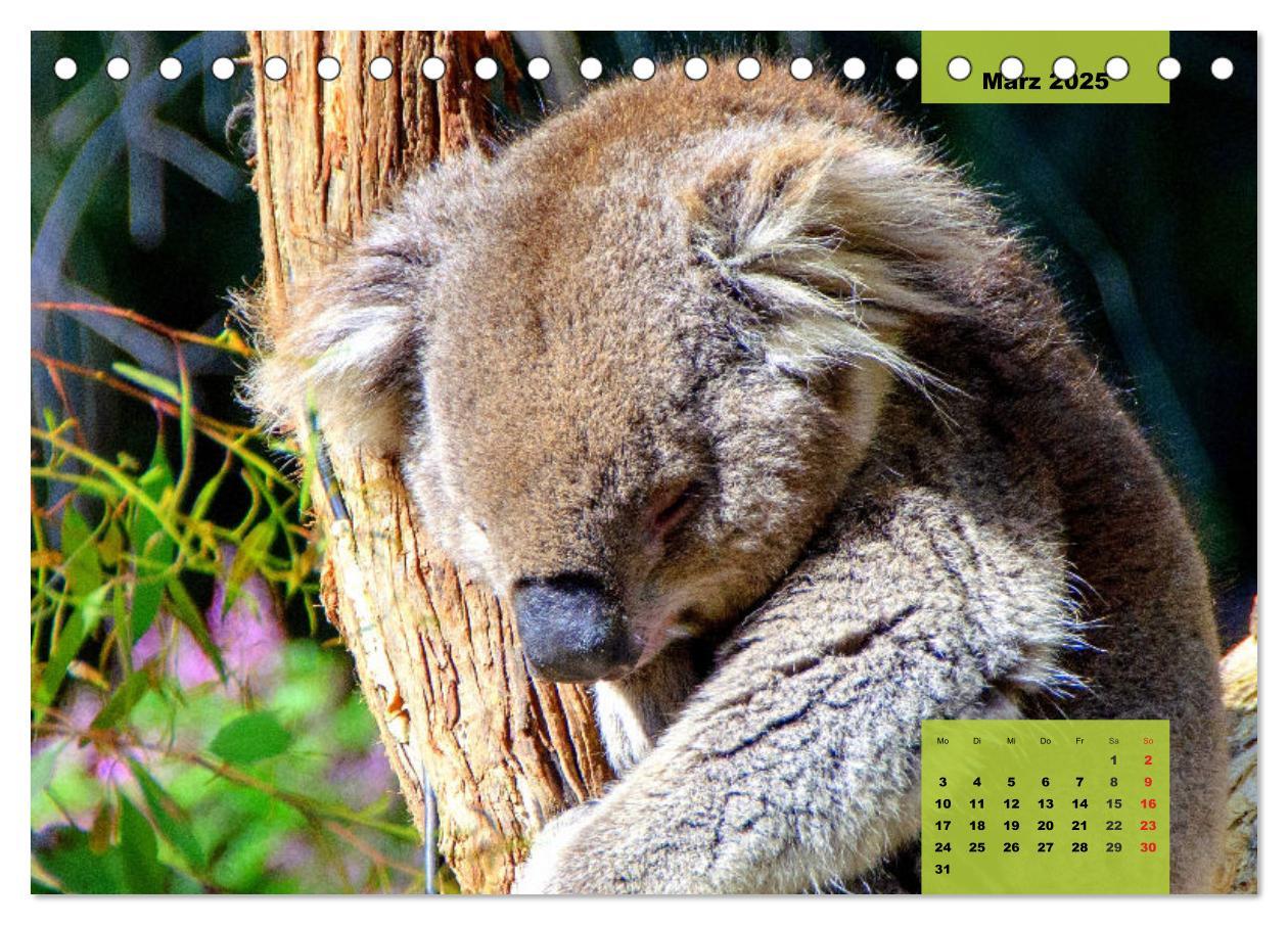 Bild: 9783435049752 | Koalas. Teddy-Alarm! (Tischkalender 2025 DIN A5 quer), CALVENDO...