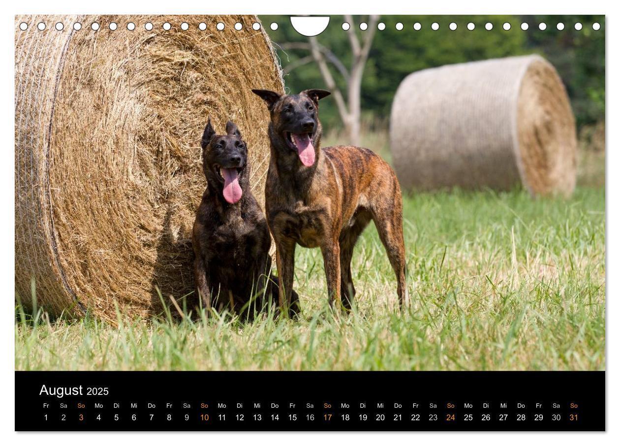 Bild: 9783435687756 | Holländischer Schäferhund (Wandkalender 2025 DIN A4 quer), CALVENDO...