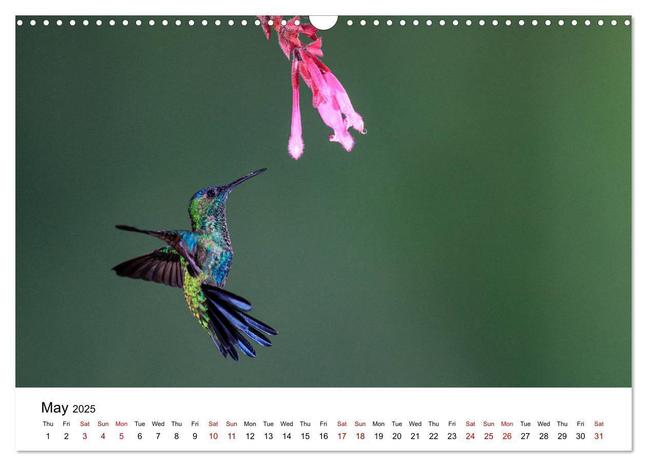 Bild: 9781325938438 | Hummingbirds - Flight artists in the rainforest (Wall Calendar 2025...