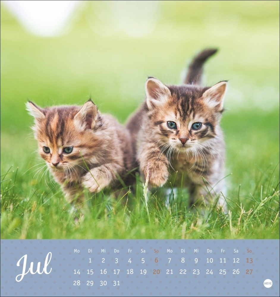 Bild: 9783756407026 | Katzen Postkartenkalender Kleine Tiger 2025 | Kalender | Spiralbindung