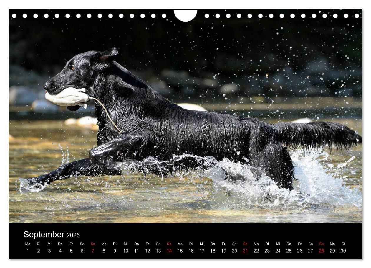 Bild: 9783435744367 | Flatcoated Retriever (Wandkalender 2025 DIN A4 quer), CALVENDO...