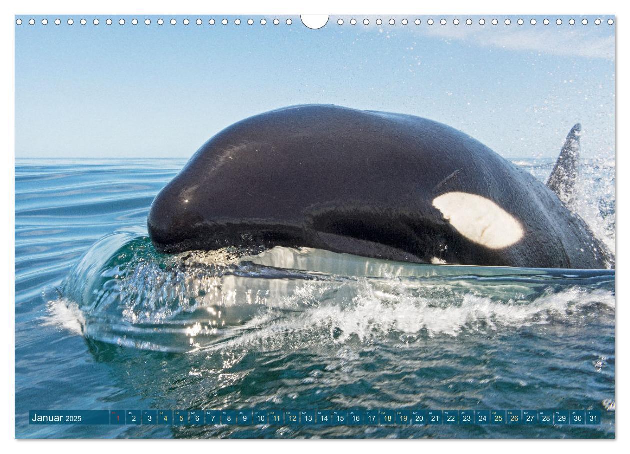 Bild: 9783383864605 | Orcas: Schwarz-weiße Giganten (Wandkalender 2025 DIN A3 quer),...