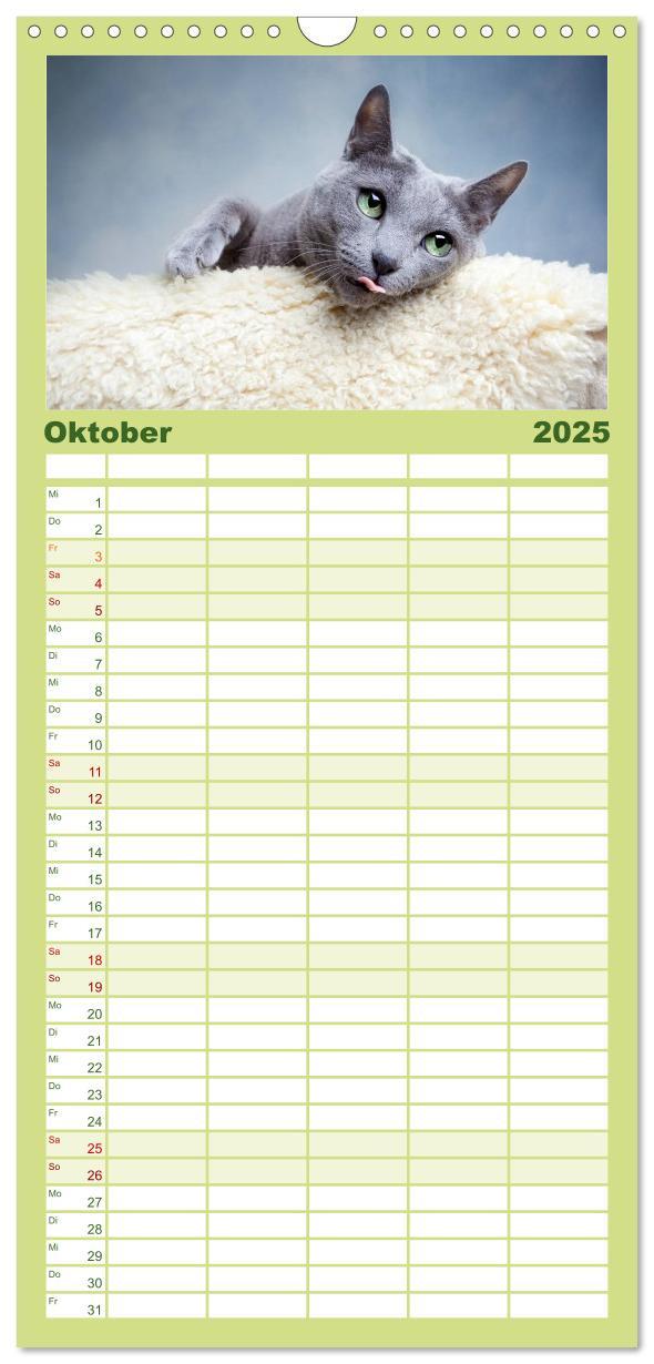 Bild: 9783457111178 | Familienplaner 2025 - Katzen mit 5 Spalten (Wandkalender, 21 x 45...