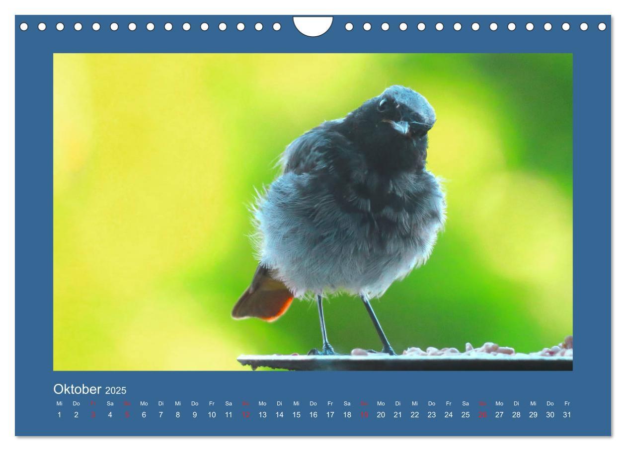 Bild: 9783435206049 | Vogelporträts - Heimische Vögel auf meinem Balkon (Wandkalender...