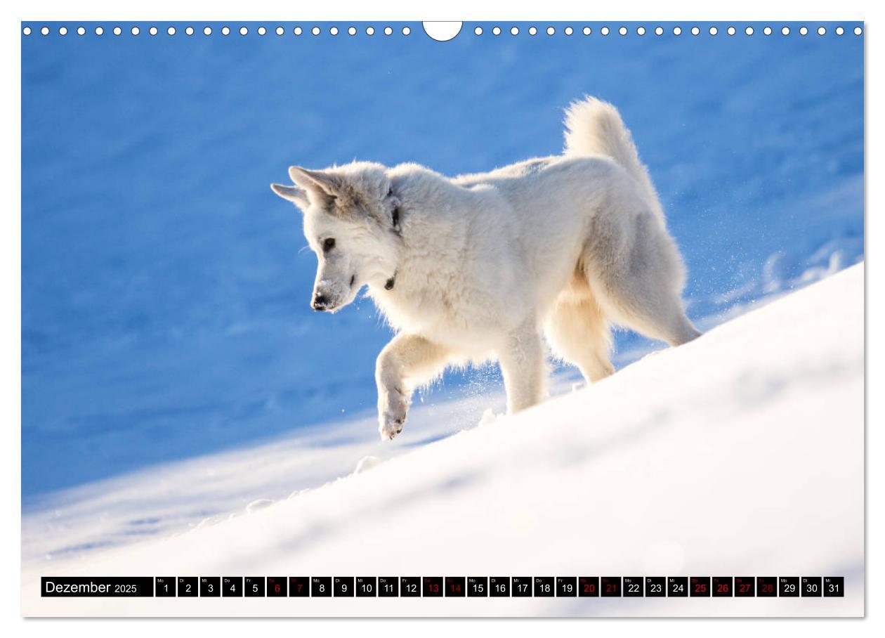 Bild: 9783435415427 | Weiße Schäferhunde in schönen Landschaften (Wandkalender 2025 DIN...