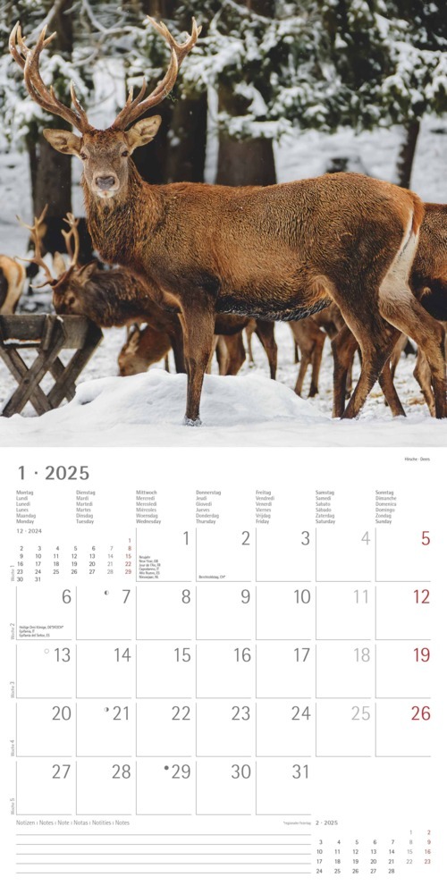 Bild: 4251732340803 | Alpha Edition - Wald &amp; Flur 2025 Broschürenkalender, 30x30cm,...