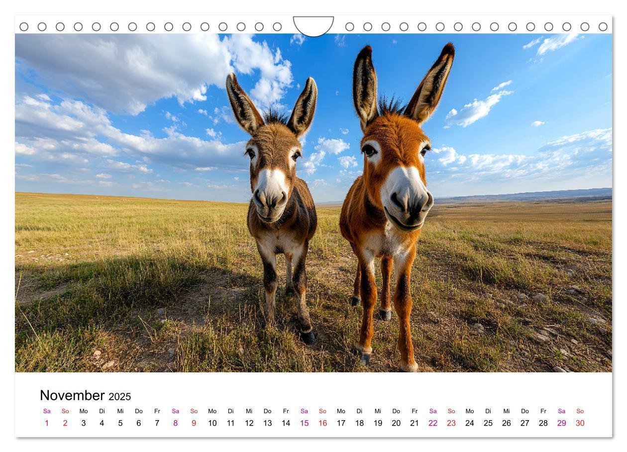 Bild: 9783457215111 | Esel - neugierige Typen (Wandkalender 2025 DIN A4 quer), CALVENDO...