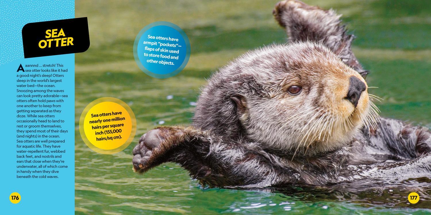 Bild: 9781426339219 | Cutest Animals on the Planet | National Geographic Kids | Taschenbuch