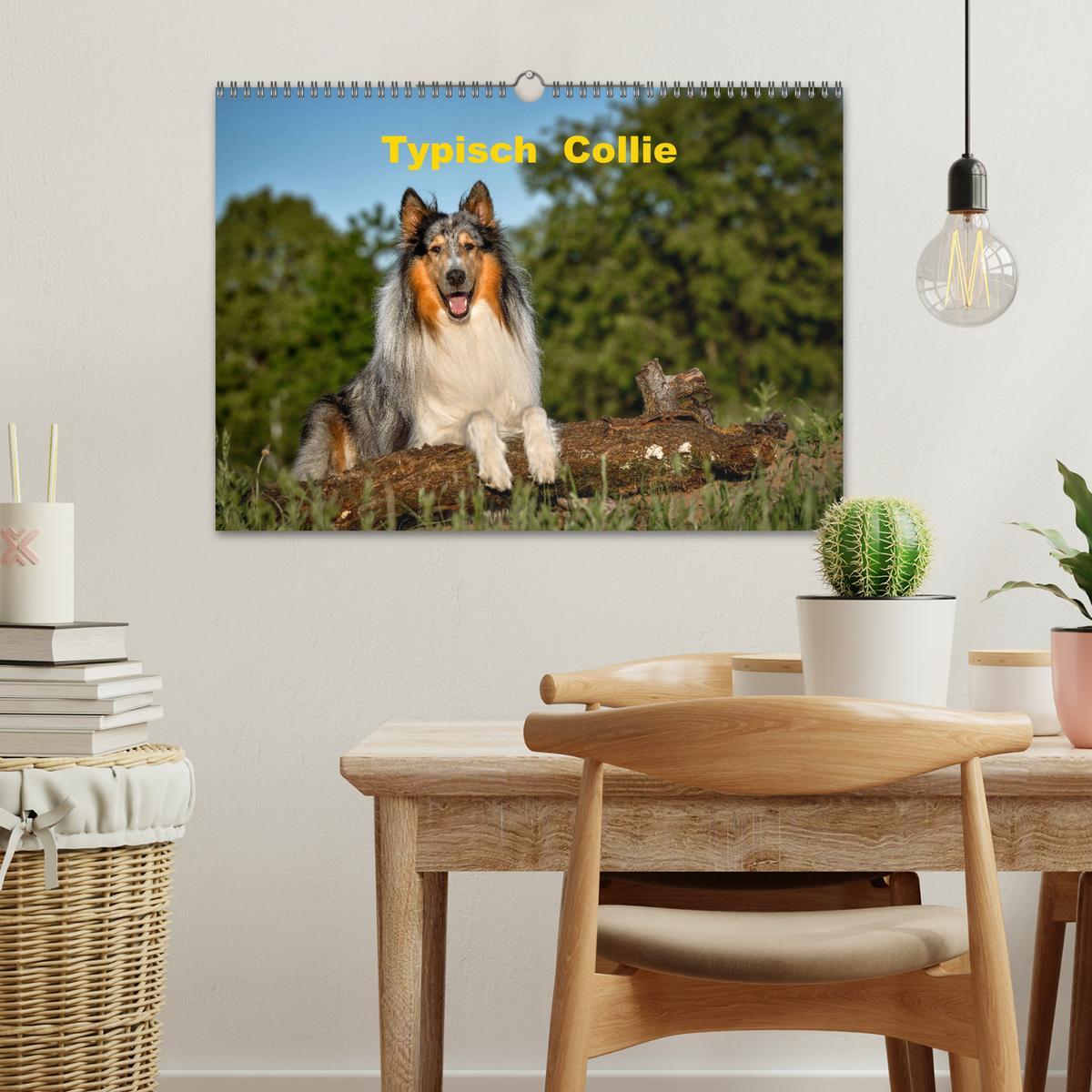 Bild: 9783435110629 | Typisch Collie (Wandkalender 2025 DIN A3 quer), CALVENDO...