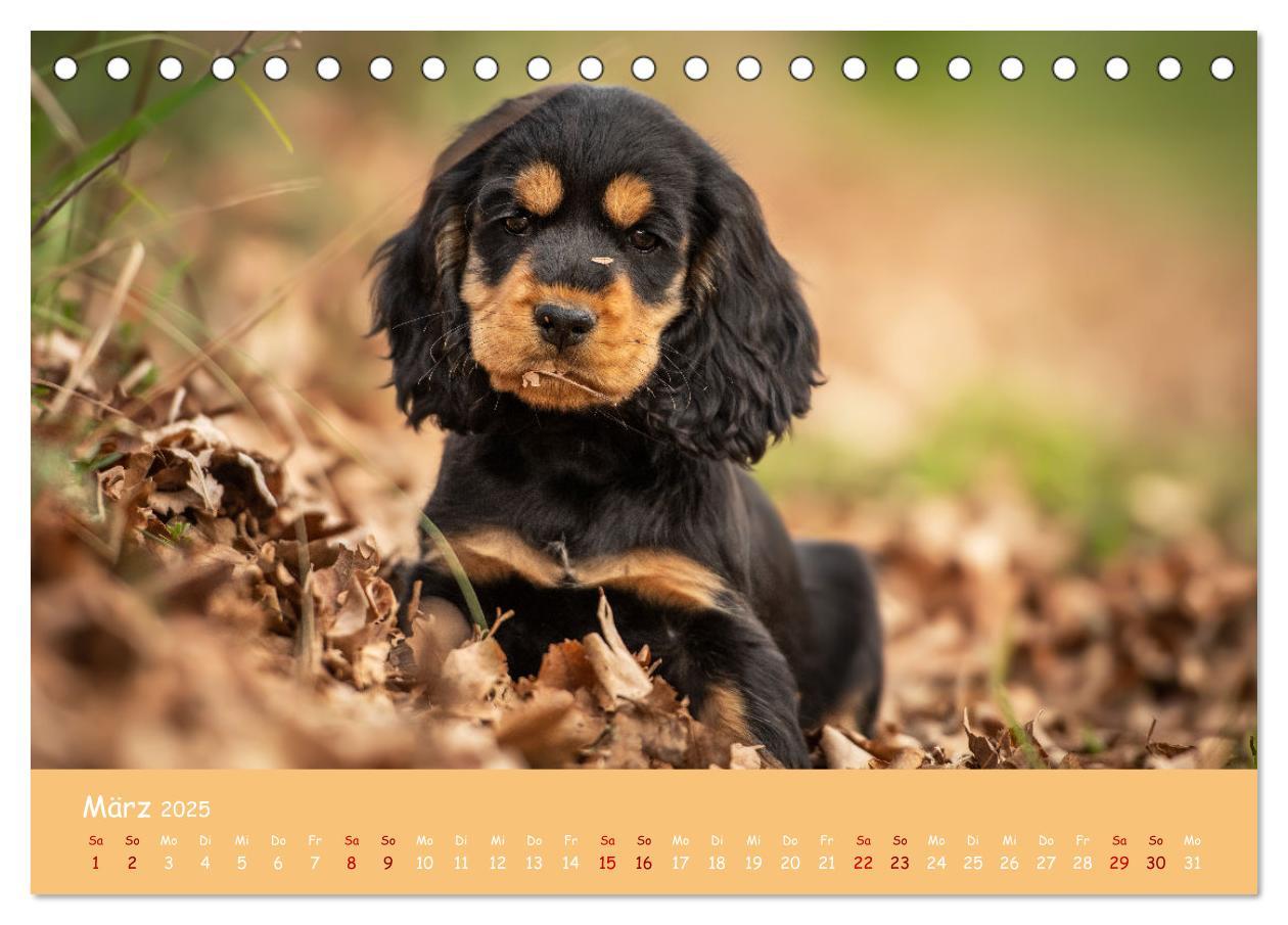 Bild: 9783383951633 | Englischer Cocker Spaniel (Tischkalender 2025 DIN A5 quer),...