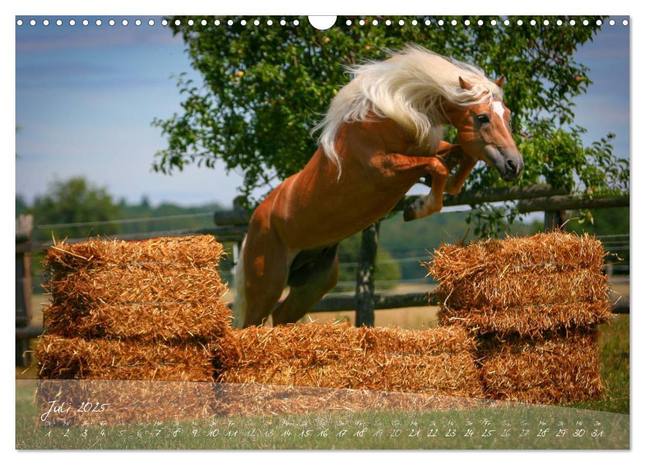 Bild: 9783435505173 | Haflinger-Pferde in Reinzucht (Wandkalender 2025 DIN A3 quer),...