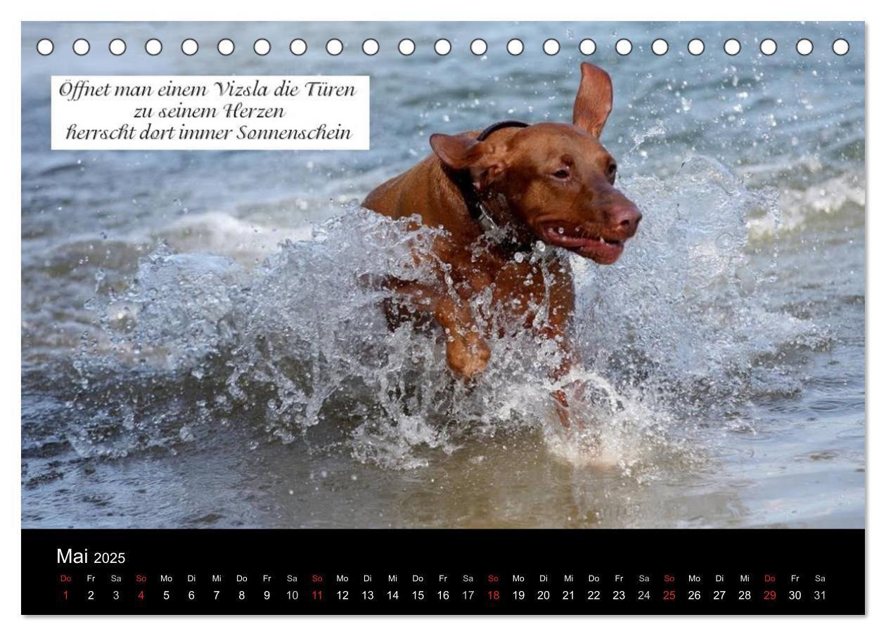 Bild: 9783435518708 | Magyar Vizsla - Zauberhafte Kobolde (Tischkalender 2025 DIN A5...