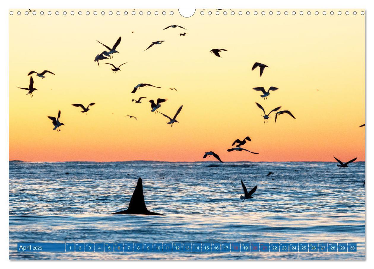 Bild: 9783383864605 | Orcas: Schwarz-weiße Giganten (Wandkalender 2025 DIN A3 quer),...