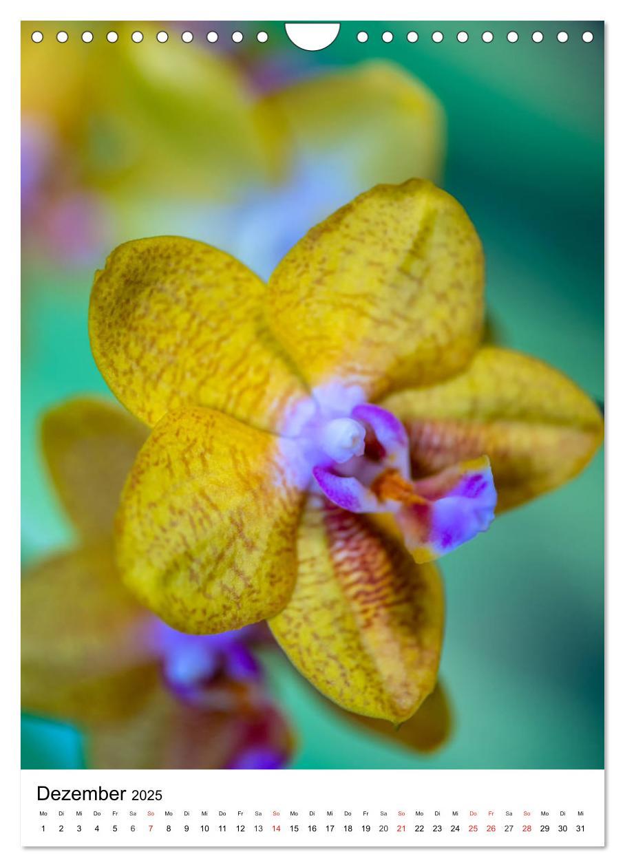 Bild: 9783435961290 | Orchideen (Wandkalender 2025 DIN A4 hoch), CALVENDO Monatskalender