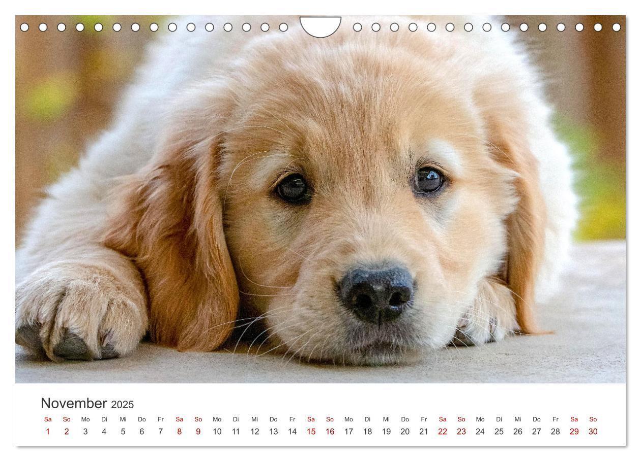 Bild: 9783383942235 | Golden Retriever - Die treuen Begleiter. (Wandkalender 2025 DIN A4...