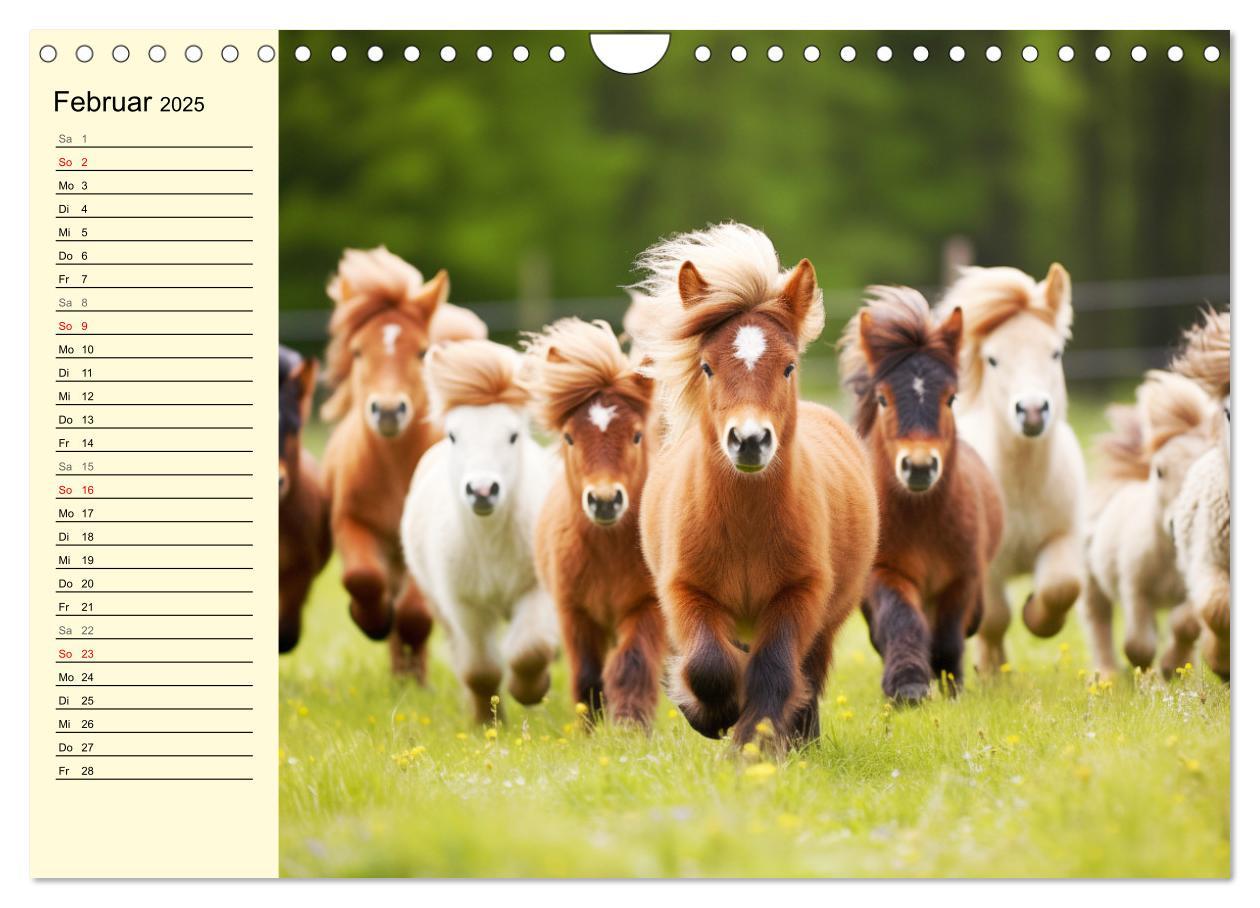 Bild: 9783435011605 | Kleine Pferde. Mini-Ponys zum verlieben (Wandkalender 2025 DIN A4...