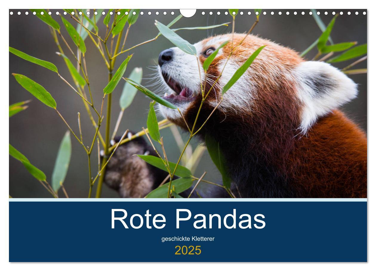 Cover: 9783435330140 | Rote Pandas - geschickte Kletterer (Wandkalender 2025 DIN A3 quer),...