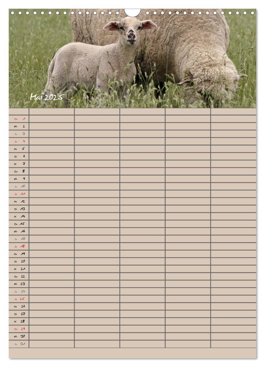 Bild: 9783457058329 | Der belämmerte Familienplaner (Wandkalender 2025 DIN A3 hoch),...