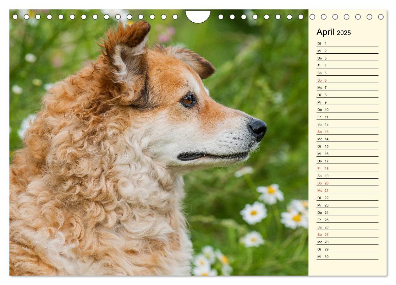 Bild: 9783435541935 | Altdeutsche Hütehunde - Fast vergessen (Wandkalender 2025 DIN A4...