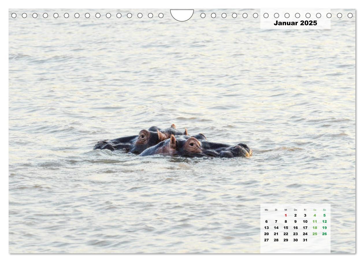 Bild: 9783435328727 | Nilpferde, Kolosse im Wasser (Wandkalender 2025 DIN A4 quer),...