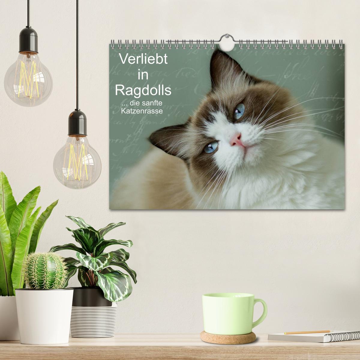 Bild: 9783435492268 | Verliebt in Ragdolls ... die sanfte Katzenrasse (Wandkalender 2025...