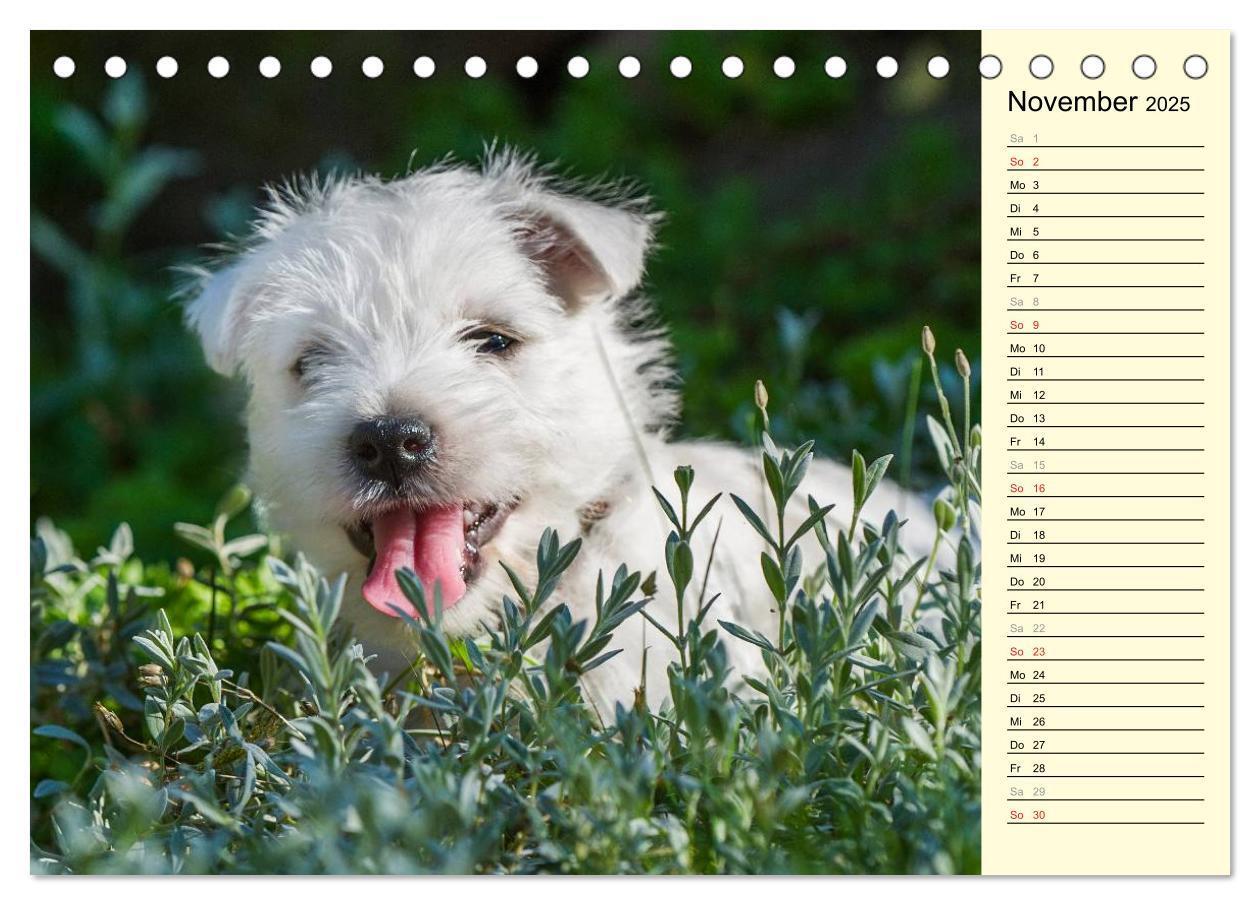 Bild: 9783435459643 | Kobold auf 4 Pfoten - West Highland White Terrier (Tischkalender...