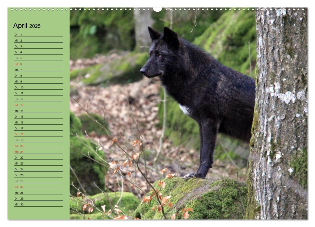 Bild: 9783435471409 | Im Rudel Zuhause - Der Wolf (hochwertiger Premium Wandkalender 2025...