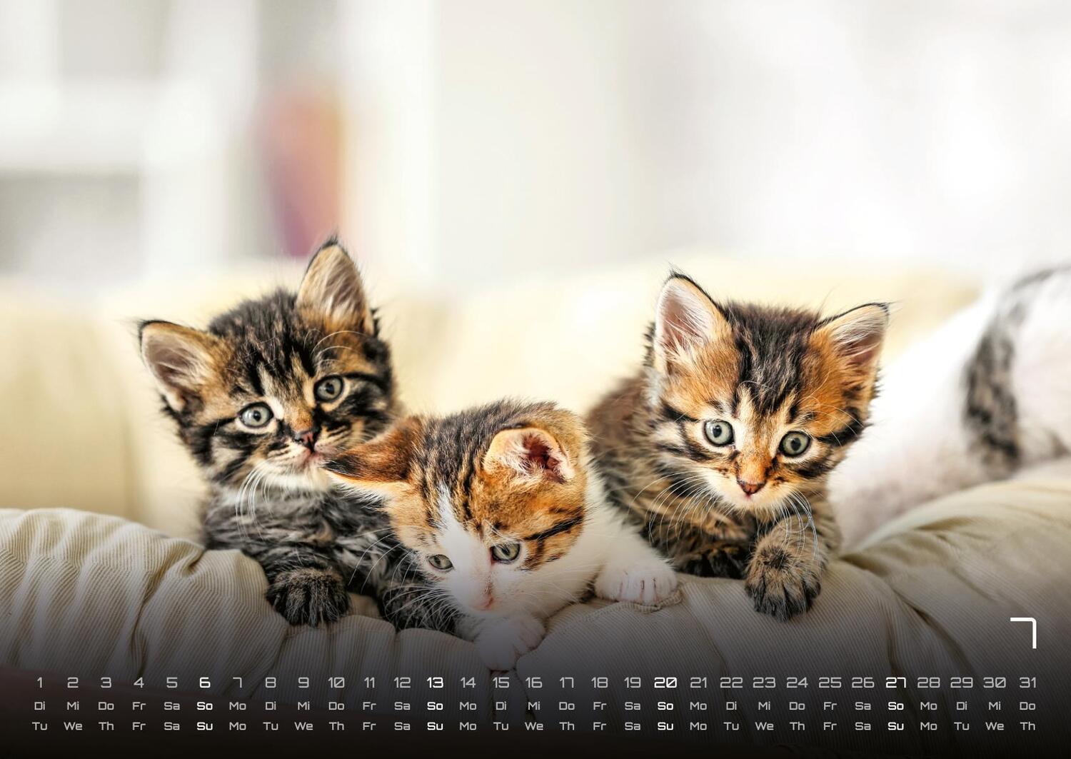 Bild: 9783986733872 | Miau Kids - kleine Tiger ganz groß - Der Katzenkalender - 2025 -...