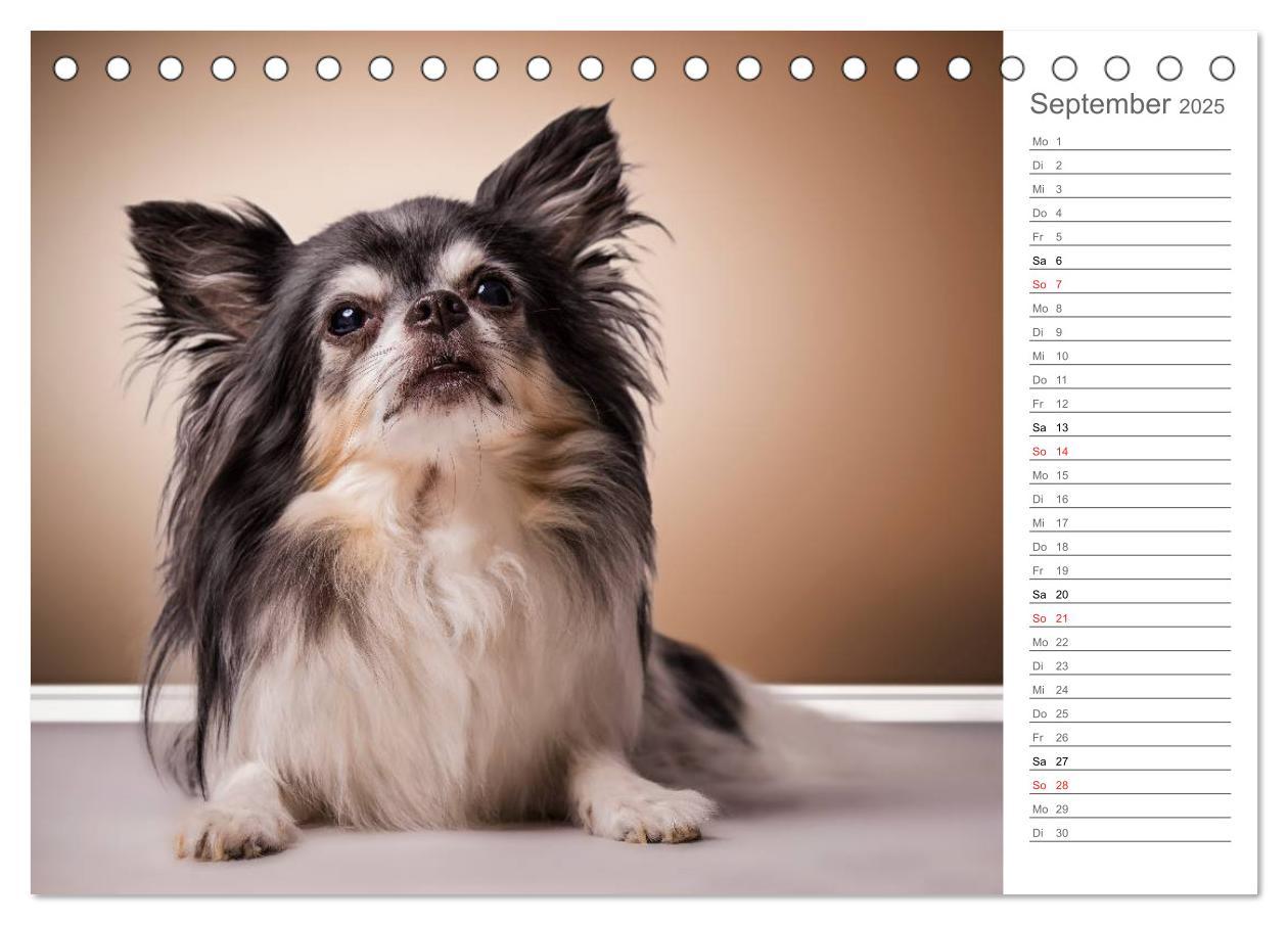 Bild: 9783435527809 | Chihuahua - Die Welt der Kleinen (Tischkalender 2025 DIN A5 quer),...