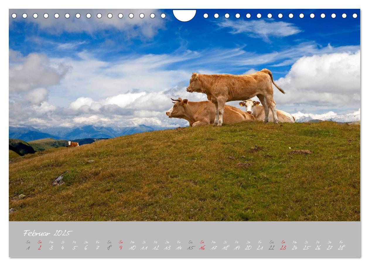 Bild: 9783435536498 | Friedliche Kühe (Wandkalender 2025 DIN A4 quer), CALVENDO...