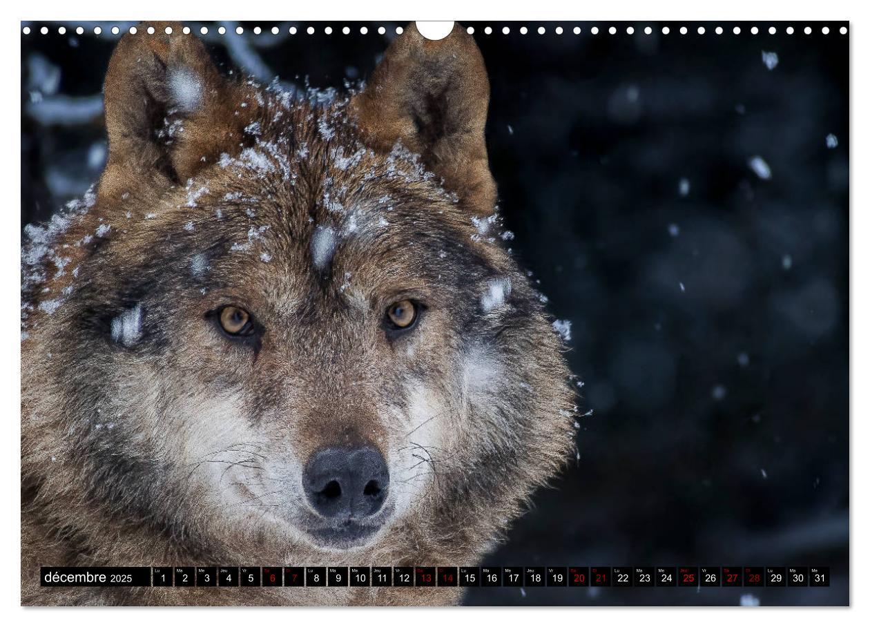 Bild: 9781325945603 | Le loup: l'esprit sauvage (Calendrier mural 2025 DIN A3 vertical),...