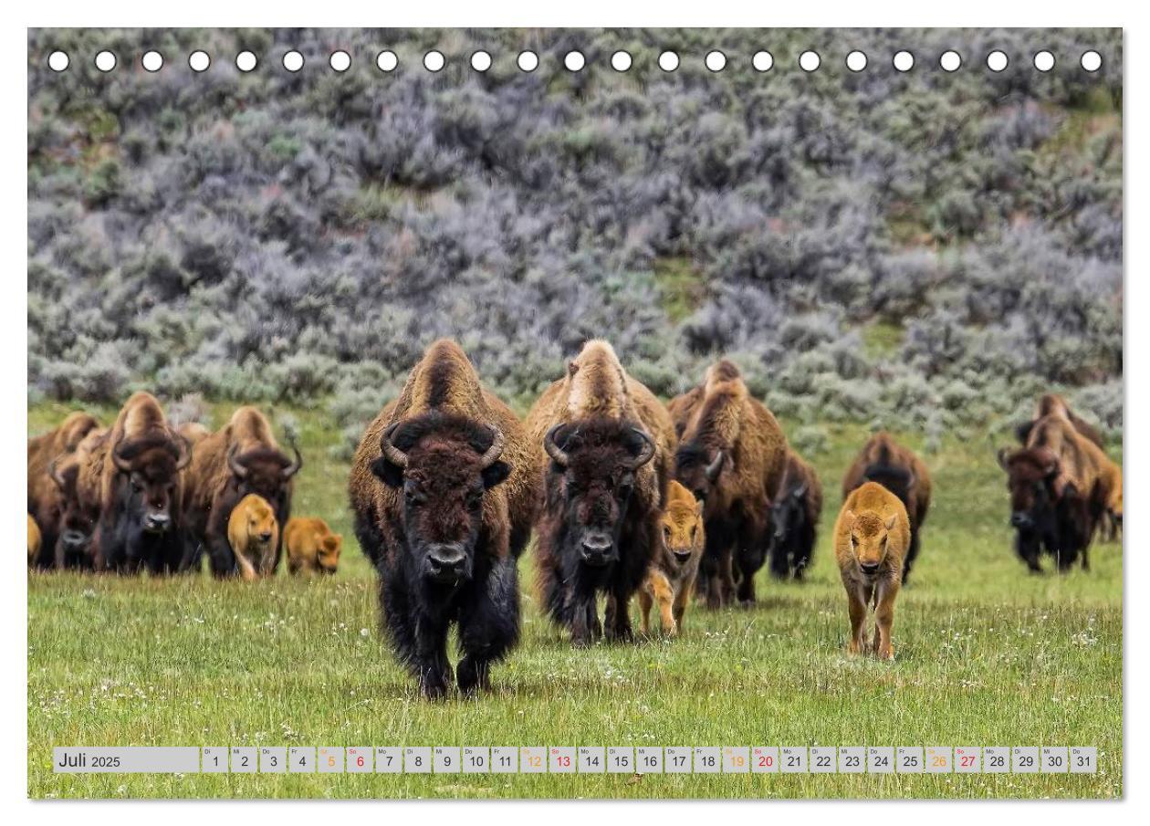 Bild: 9783435579242 | Bison und Wisent - Riesen mit unbändiger Kraft (Tischkalender 2025...