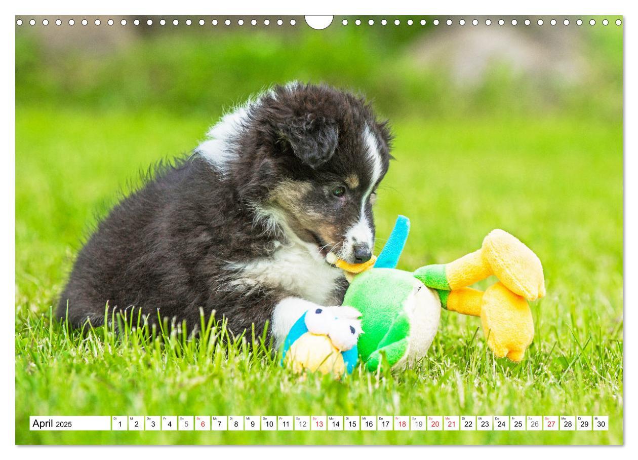 Bild: 9783435131648 | Hütehund der Shetland Inseln - Shetland Sheepdog (Wandkalender 2025...