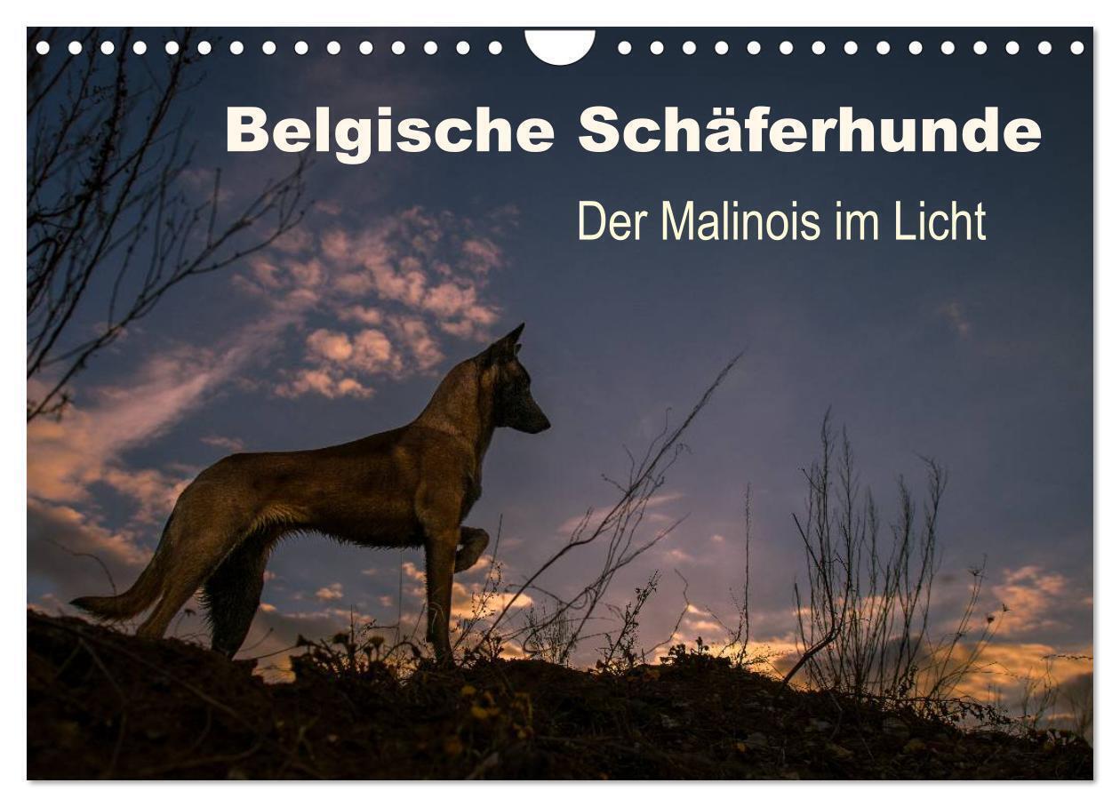 Cover: 9783435639205 | Belgische Schäferhunde - Der Malinois im Licht (Wandkalender 2025...