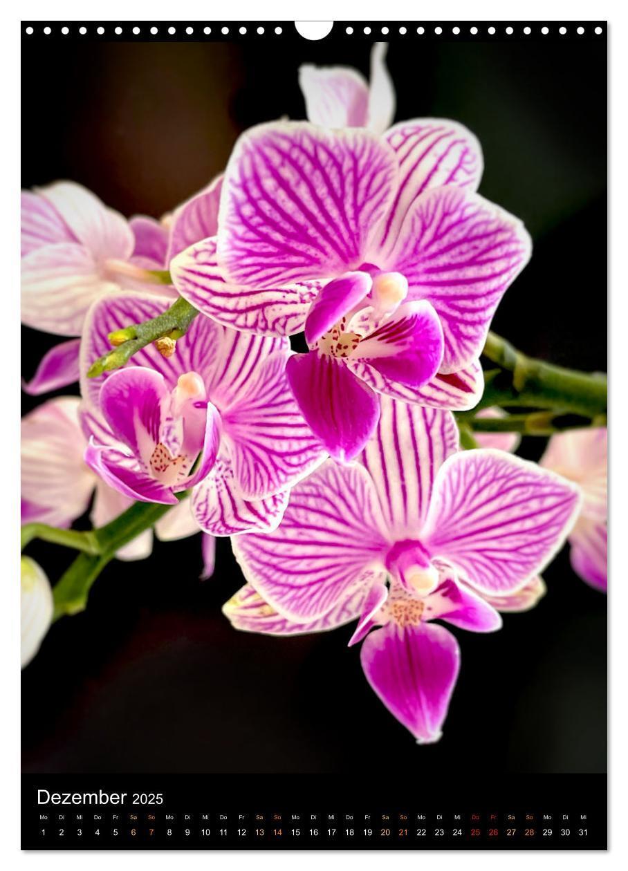 Bild: 9783435881321 | Orchideen - Exoten im Wohnzimmer (Wandkalender 2025 DIN A3 hoch),...