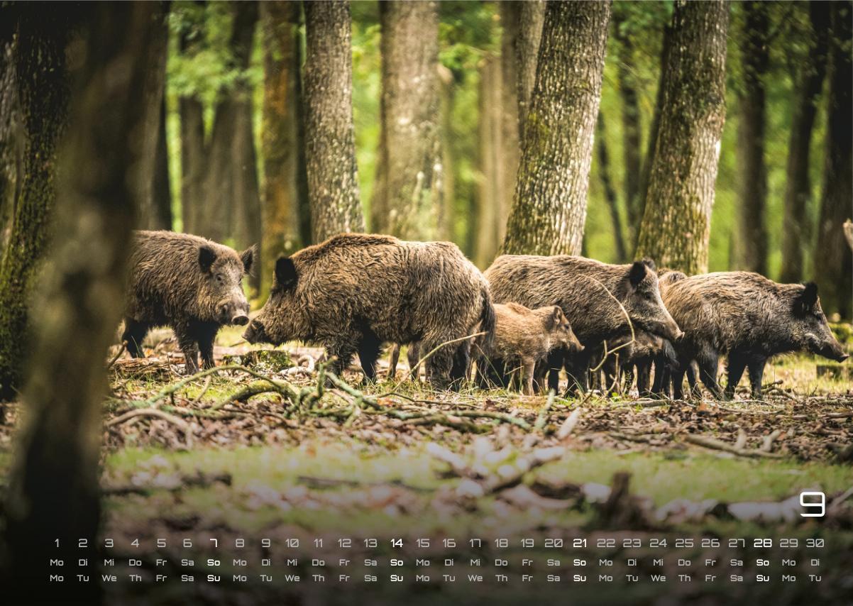 Bild: 9783986734442 | Waldtiere - Heimische Waldbewohner - Der Tierkalender - 2025 -...