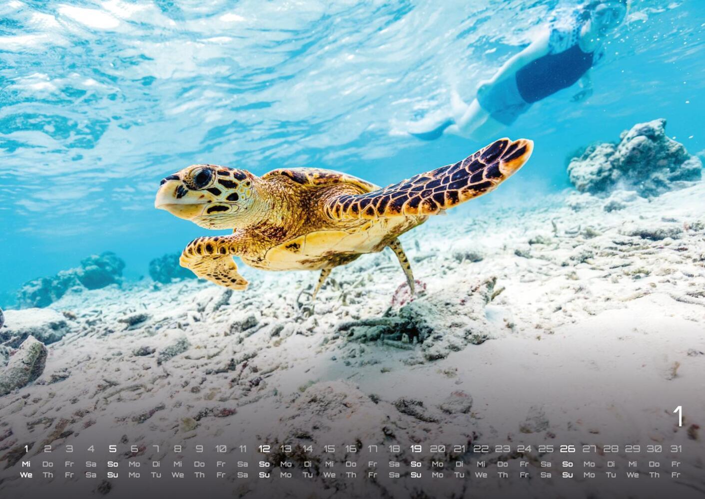 Bild: 9783986734299 | Sealife - verborgene Tiefen - 2025 - Kalender DIN A2 | GP-Fever.de