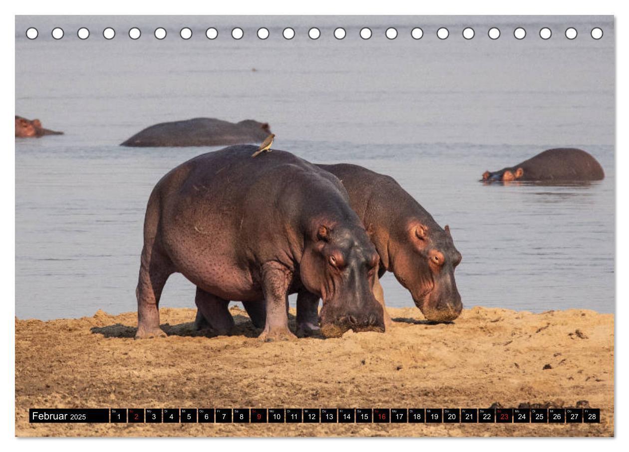 Bild: 9783435298242 | Hippos im südlichen Afrika (Tischkalender 2025 DIN A5 quer),...