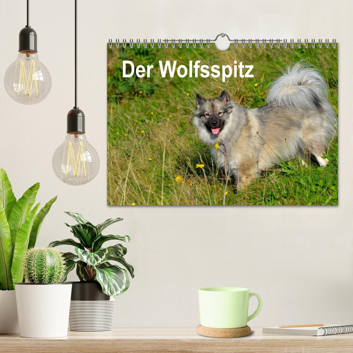 Bild: 9783435805457 | Der Wolfsspitz (Wandkalender 2025 DIN A4 quer), CALVENDO...