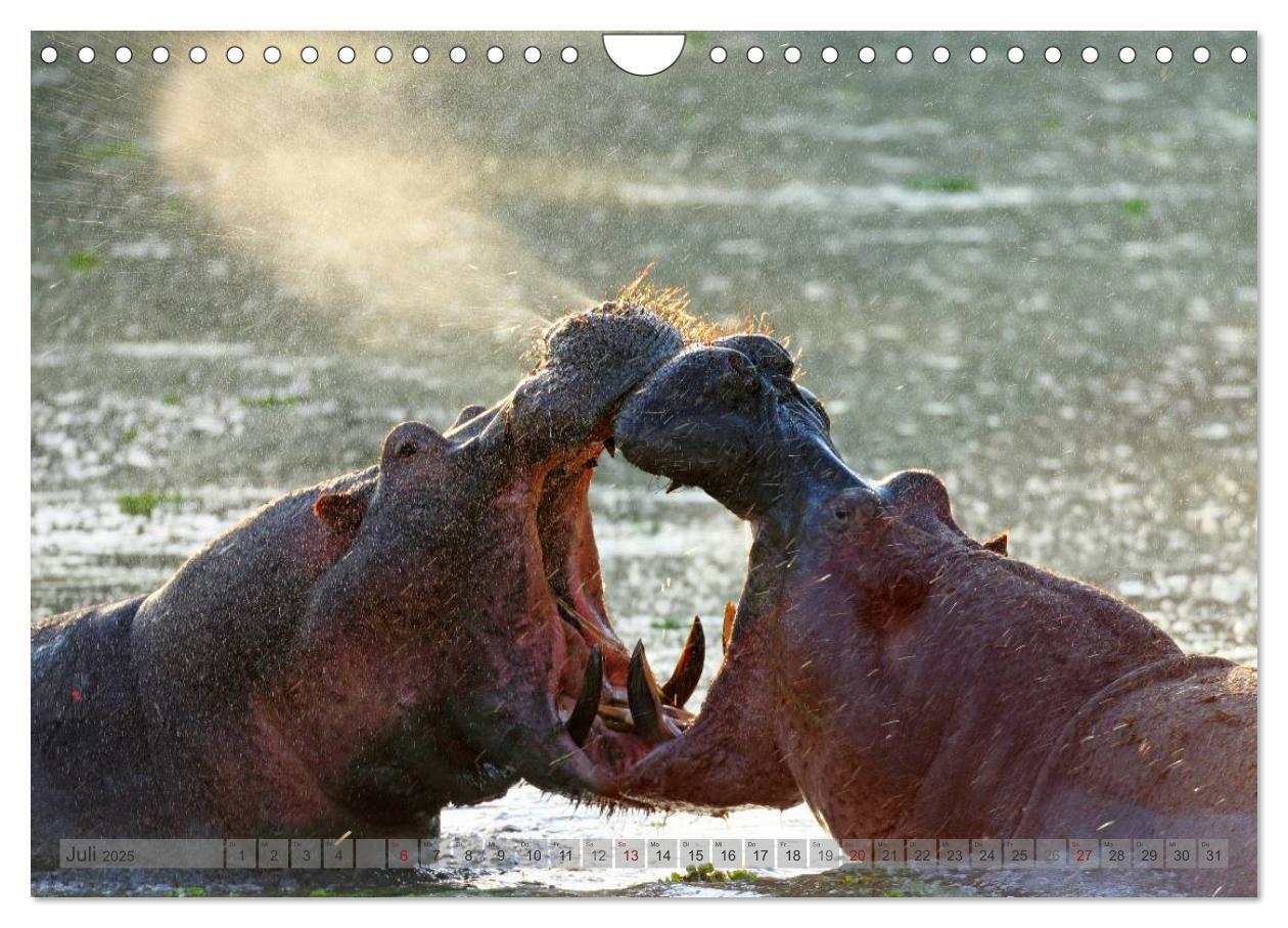 Bild: 9783435761456 | Flusspferde Magie des Augenblicks - Hippos in Afrika (Wandkalender...