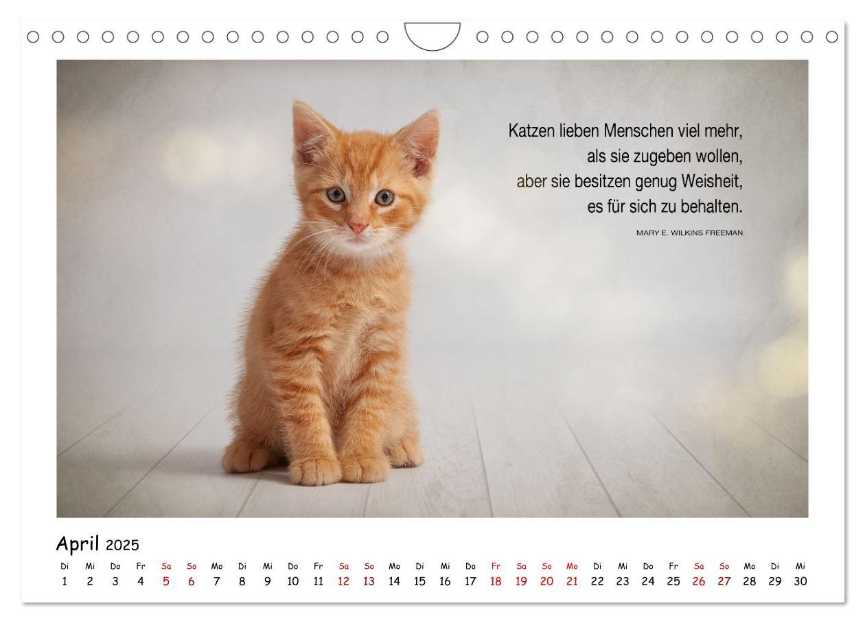 Bild: 9783435086696 | Kätzchen-Kalender mit Sprüchen (Wandkalender 2025 DIN A4 quer),...