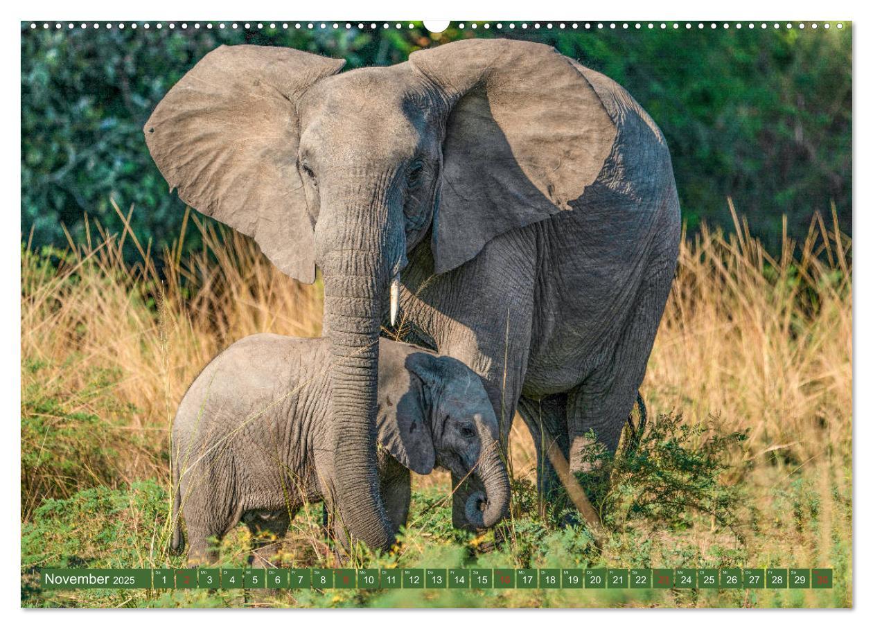 Bild: 9783435312757 | Wildlife Sambia (Wandkalender 2025 DIN A2 quer), CALVENDO...